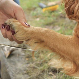 Haaranalyse voor dieren
