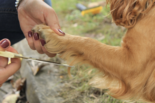 Haaranalyse voor dieren