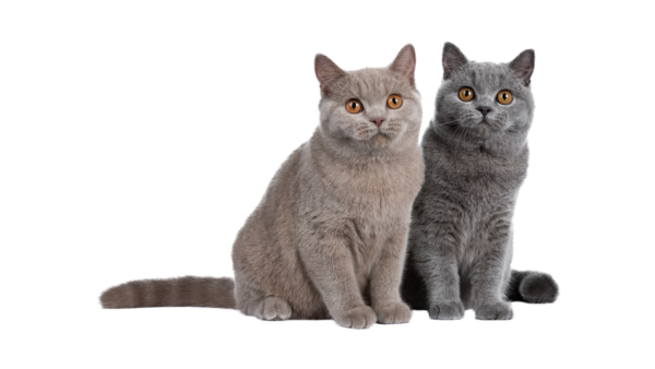 Haaranalyse voor dieren - Afbeelding 2