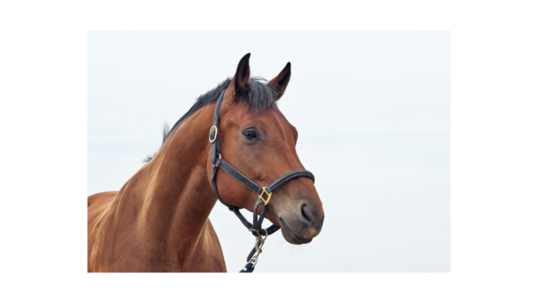 Haaranalyse voor dieren - Afbeelding 3